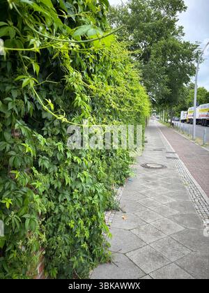 Parete verde coperta di piante rampicanti in Germania Foto Stock
