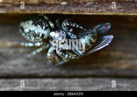 Primo piano di un ragno salticidae che cattura una mosca su una superficie di legno. Vista dettagliata del momento di predazione in natura, mostrando un tex netto Foto Stock