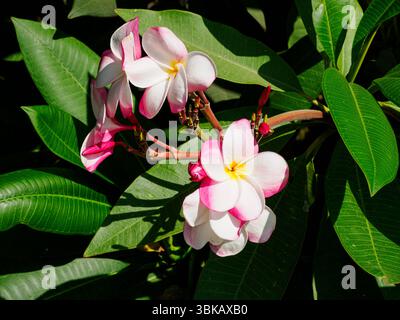 2025-06-18 Frangipani multicolore {Plumeria) fiori su brodo innestato Foto Stock