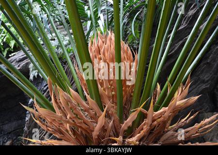 Pianta Cycad con fiore conico Foto Stock