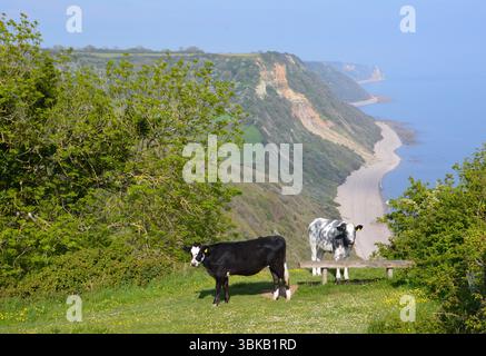 Due mucche pascolano pacificamente su un prato verde in cima alle scogliere costiere vicino a Branscombe, Devon, Inghilterra, catturate a maggio. Foto Stock