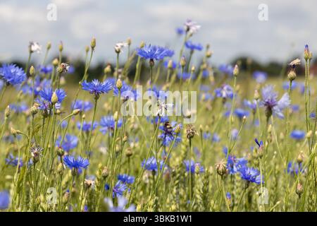 Fiori di corno blu che sbocciano sul prato estivo Foto Stock