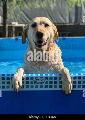 Happy labrador con un tuffo rinfrescante in piscina Foto Stock