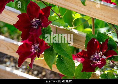 Splendidi fiori rossi clemiti fioriscono vibrantemente su un traliccio di legno in un giardino soleggiato con foglie verdi lussureggianti Foto Stock