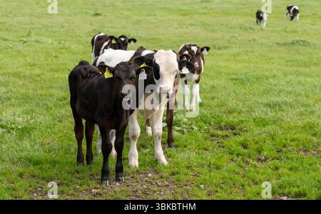 Vitelli fesiani Holstein in pascolo verde con marchi auricolari visibili, parte di una mandria di pascolo nella contea di Sligo, Irlanda. Foto Stock