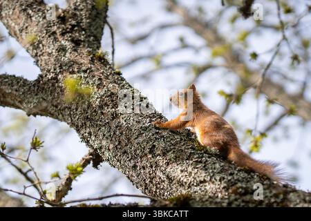 A squirrel (Sciurus vulgaris) on a tree moving up. Spring time. Spring landscape with a red squirrel. Foto Stock