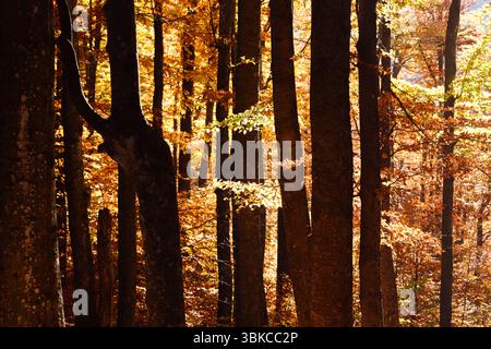 Il tramonto dorato brilla attraverso la foresta di faggi autunnali con foglie vivaci e alti tronchi d'albero. Tranquillo scenario boschivo pieno di toni caldi e atmosfera autunnale Foto Stock