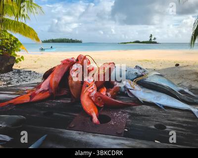 Pesce fresco pescato al mattino sull'isola tropicale di Tikehau, Polinesia. Catture in vendita al mercato del pesce. Barca per pescatori e spiaggia di sabbia sullo sfondo. Incredibile paesaggio naturale estivo. Viaggi, turismo, vacanze Foto Stock