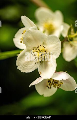 Ravvicinato naturale di piante fiorite del Filadelfo Tomentosus, arancio finto, fiorisce. sfidando l'età, sfondo, distintivo, armonioso, audace Foto Stock