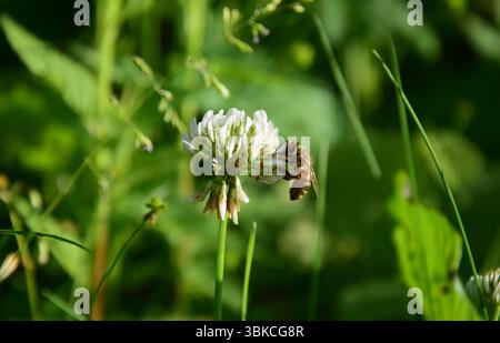 Nettare di api mellifere proveniente da un fiore di trifoglio Foto Stock