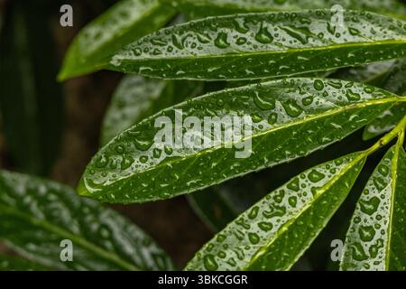 Alti cespugli di alloro ciliegia bagnati dalla pioggia mattutina, rugiada sulle foglie di alloro ciliegia, abbeveratoi nella siepe Foto Stock