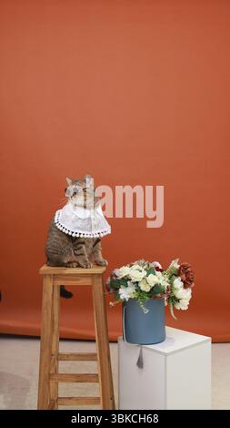 Un gatto da tabby alla moda che indossa un delicato mantello in pizzo bianco con finitura a pompon e occhiali da sole rotondi scuri si siede tranquillamente su uno sgabello in legno. Foto Stock
