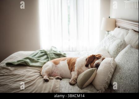 Il cane Chubby basset suona tranquillamente su un comodo letto decorativo Foto Stock