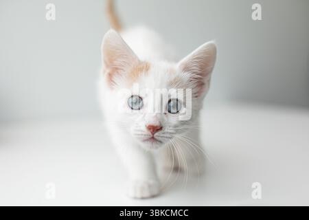 Gattino bianco dagli occhi blu che cammina su sfondo bianco con spazio per le copie Foto Stock