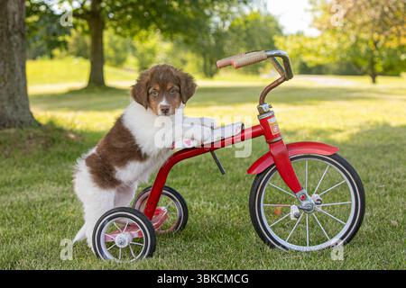 Cucciolo marrone e bianco appoggiato su un triciclo rosso nel giardino soleggiato Foto Stock