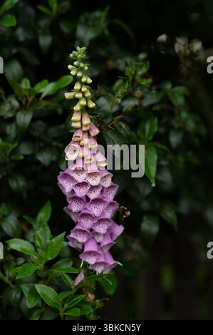 Primo piano di un singolo fiore foxglove che fiorisce con uno sfondo verde. Foto Stock