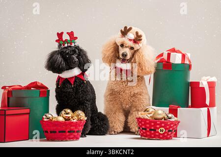 Simpatici spaghetti vestiti con costumi natalizi con corna di renna Foto Stock