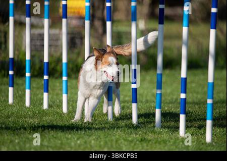 Un cane australiano che corre attraverso gli ostacoli durante. Foto Stock