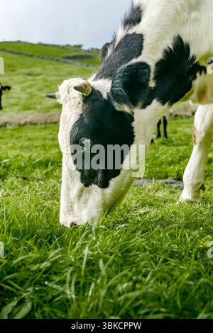 Primo piano di una mucca Holstein frisea nera e bianca che pascolava in un lussureggiante pascolo verde. Animali da latte, animali da fattoria, erba fresca, bestiame, prodotti agricoli Foto Stock