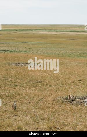 Cani della prateria nella prateria asciutta di Robert's Prairie Dog Town, Badlands Foto Stock