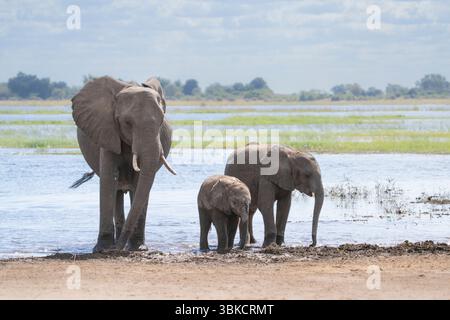 Madre di elefante con 2 piccoli vitelli (Loxodonta africana) che camminano in acqua. Bella espressione facciale. Chobe International Park, Botswana, Africa Foto Stock