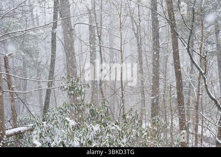 Aprile nevicata lungo il Trillium Gap Trail, Great Smoky Mountains National Park, Tennessee Foto Stock