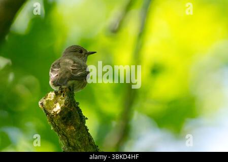 Flycatcher avvistato seduto su un ramo Foto Stock