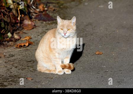 Il gatto tabby arancione chiaro con occhi color ambra si trova in posizione verticale su un marciapiede illuminato dal sole, circondato da foglie autunnali secche e piante da giardino, guardando con calma il venuto Foto Stock