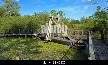 Passerella in legno con supporti triangolari e ringhiere a maglia si estende su una zona umida ricoperta di alghe anatre, circondata da fitti alberi e arbusti sotto un blu chiaro Foto Stock