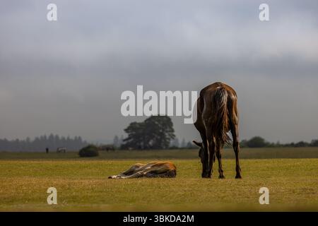 Mare & Foal nella New Forest Foto Stock