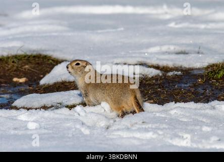 Lo scoiattolo di Richardson, Urocitellus richardsonii, nella neve Foto Stock