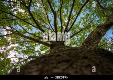 I numerosi rami della quercia in piedi proteggono la foresta in pennsylvania Foto Stock