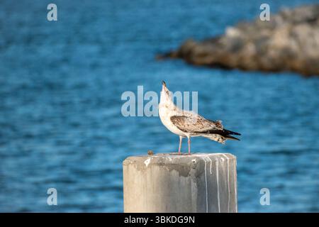 seagull seduto sul molo a chiamare tutti i suoi amici Foto Stock