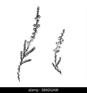 Grafica monocromatica vettoriale con due rami di erica fioriti, dipinta con inchiostri neri. Disegno di incisione di piante nordiche per design botanico, invito a matrimoni Illustrazione Vettoriale