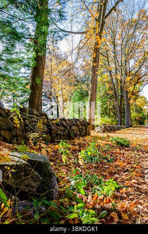 Basso muro di pietra alla luce del sole circondato da foglie cadute e alberi alti Foto Stock