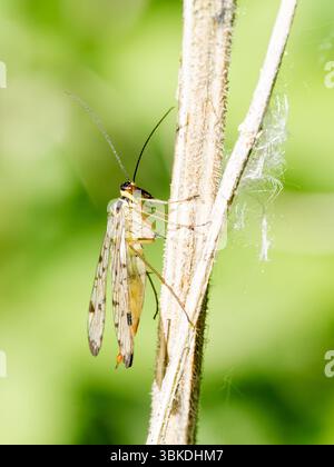Scorpion Fly (Panorpa germanica) che riposa su foglie verdi nella riserva naturale Baie de somme, Francia. Foto Stock