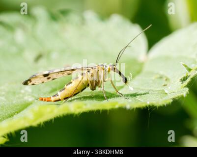 Scorpion Fly (Panorpa germanica) che riposa su foglie verdi nella riserva naturale Baie de somme, Francia. Foto Stock