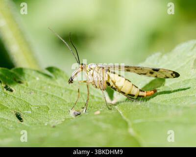 Scorpion Fly (Panorpa germanica) che riposa su foglie verdi nella riserva naturale Baie de somme, Francia. Foto Stock