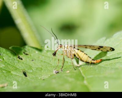 Scorpion Fly (Panorpa germanica) che riposa su foglie verdi nella riserva naturale Baie de somme, Francia. Foto Stock