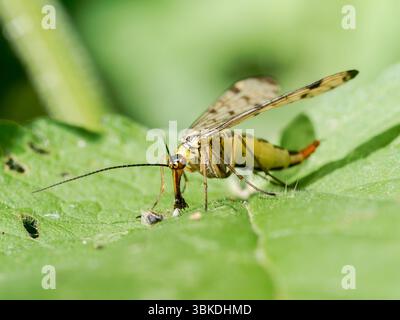 Scorpion Fly (Panorpa germanica) che riposa su foglie verdi nella riserva naturale Baie de somme, Francia. Foto Stock