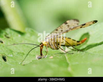 Scorpion Fly (Panorpa germanica) che riposa su foglie verdi nella riserva naturale Baie de somme, Francia. Foto Stock