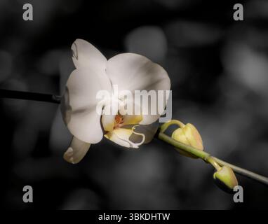 Orchidea bianca che fiorisce nelle ombre primaverili del sole Foto Stock