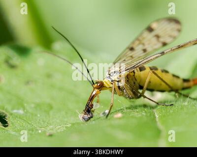 Scorpion Fly (Panorpa germanica) che riposa su foglie verdi nella riserva naturale Baie de somme, Francia. Foto Stock