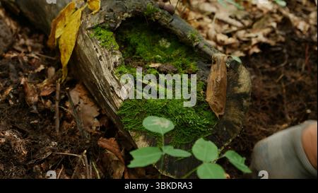 Primo piano di agricoltori che scavano ginseng nella foresta, nel nord-est della Cina Foto Stock