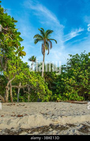 Una tranquilla spiaggia a Rincon del Mar, Sucre, Colombia, caratterizzata da un vivace fogliame verde e alte palme sotto un cielo azzurro. Foto Stock