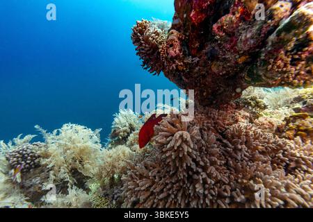 Un vivace pesce rosso nuota tra la barriera corallina, cercando riparo e cibo nel variegato ecosistema sottomarino. Foto Stock