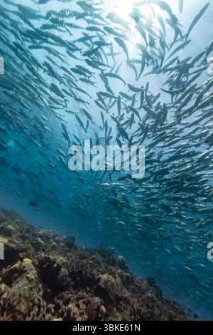 Una grande scuola di pesci nuota insieme nell'oceano, probabilmente per scopi di protezione o alimentazione, creando uno spettacolo subacqueo ipnotizzante. Foto Stock