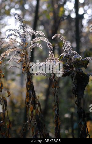 Teste di semi essiccati e soffici di una pianta d'oliva (Solidago) nella luce retroilluminata del sole autunnale con sfondo bokeh. Foto Stock