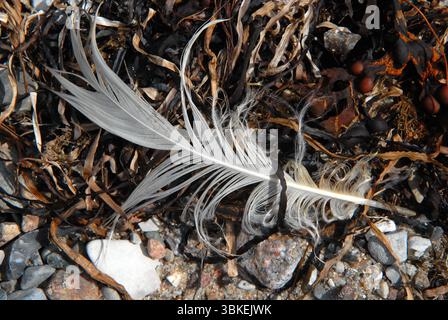 Una singola piuma di uccello bianco giace su un letto di alghe scure e ciottoli sulla spiaggia. Foto Stock