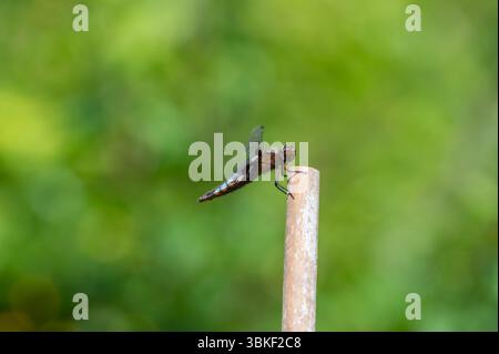 Chaser dal corpo ampio, Libellula depressa, libellula che riposa su un bastone in un giorno di giugno soleggiato Foto Stock